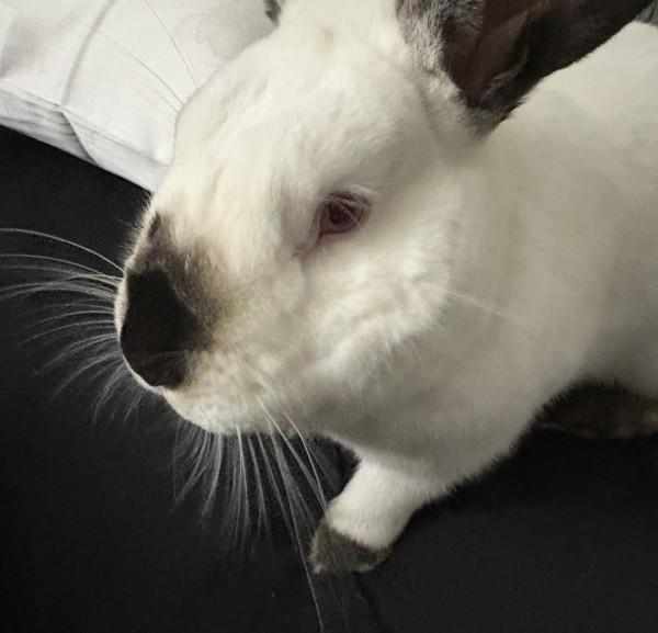 Thumper, Adoptable, Adult Male American.
