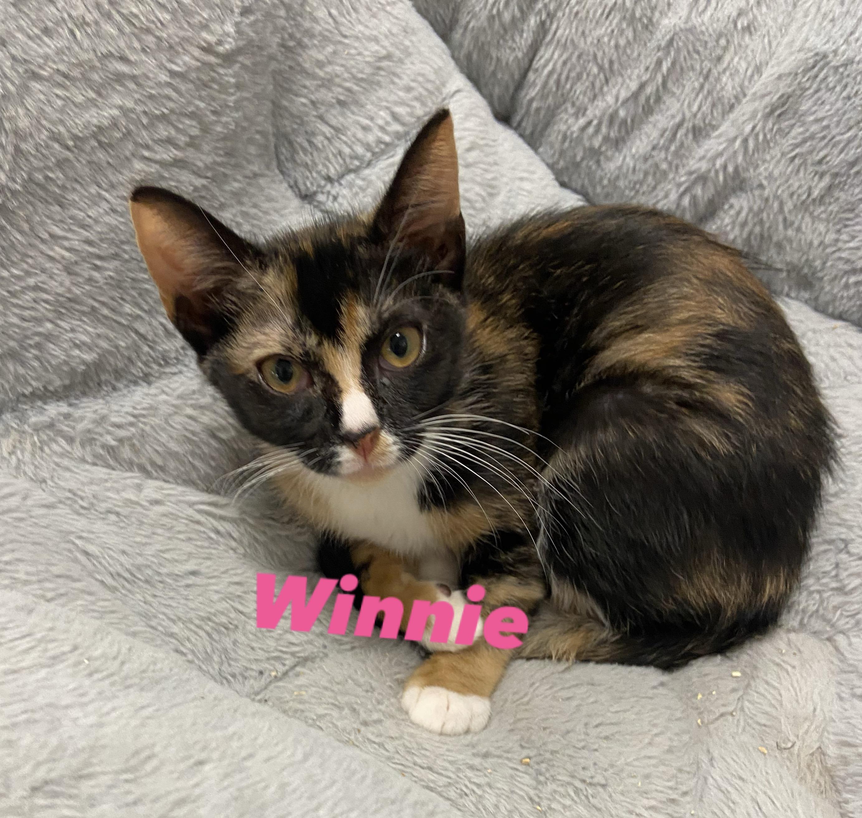 Adoption Event Aug 16th Petsmart Wayne 12pm