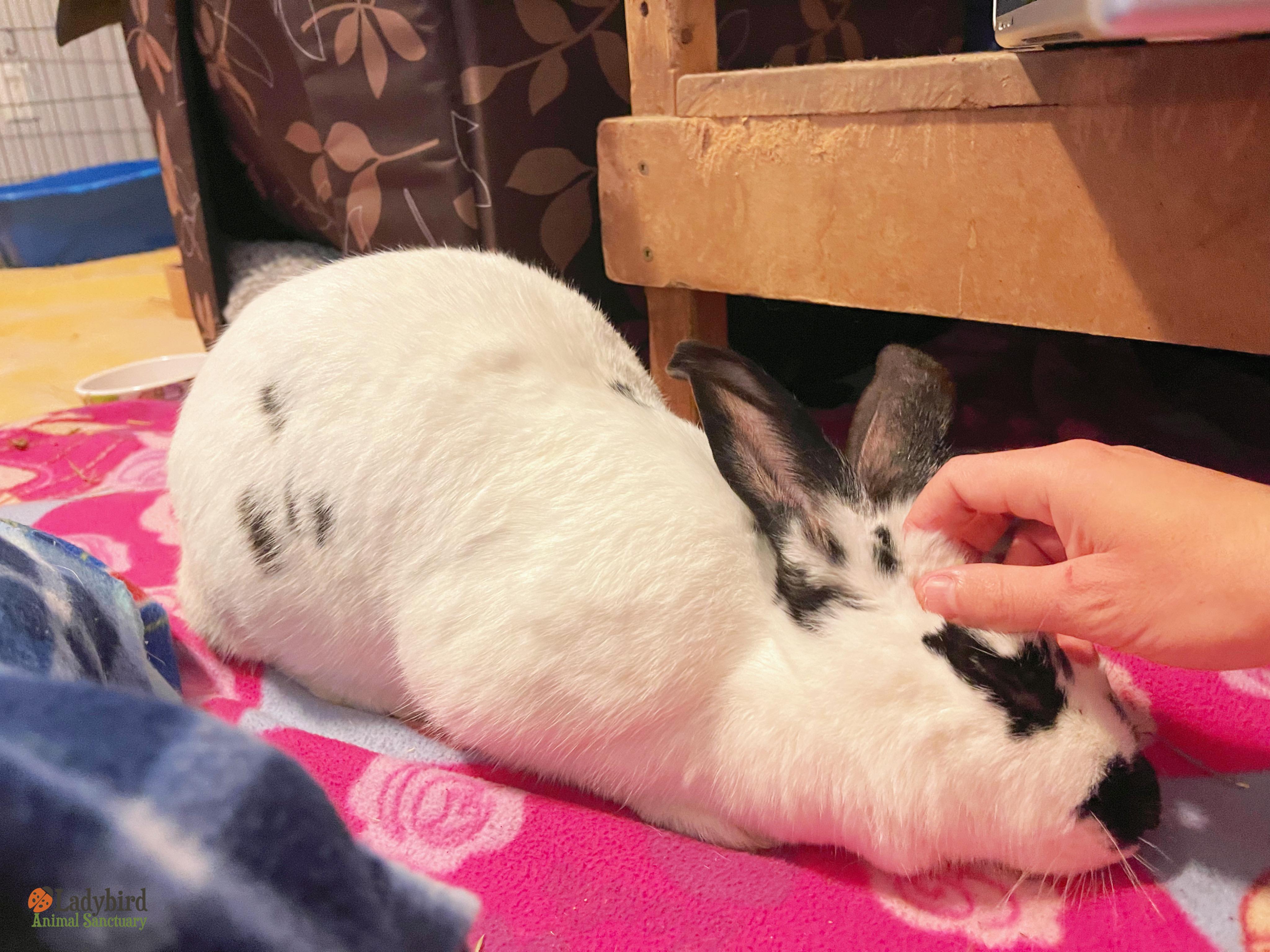 Tilly, a Adopted mixed breed in Hamilton, ON image 5/5