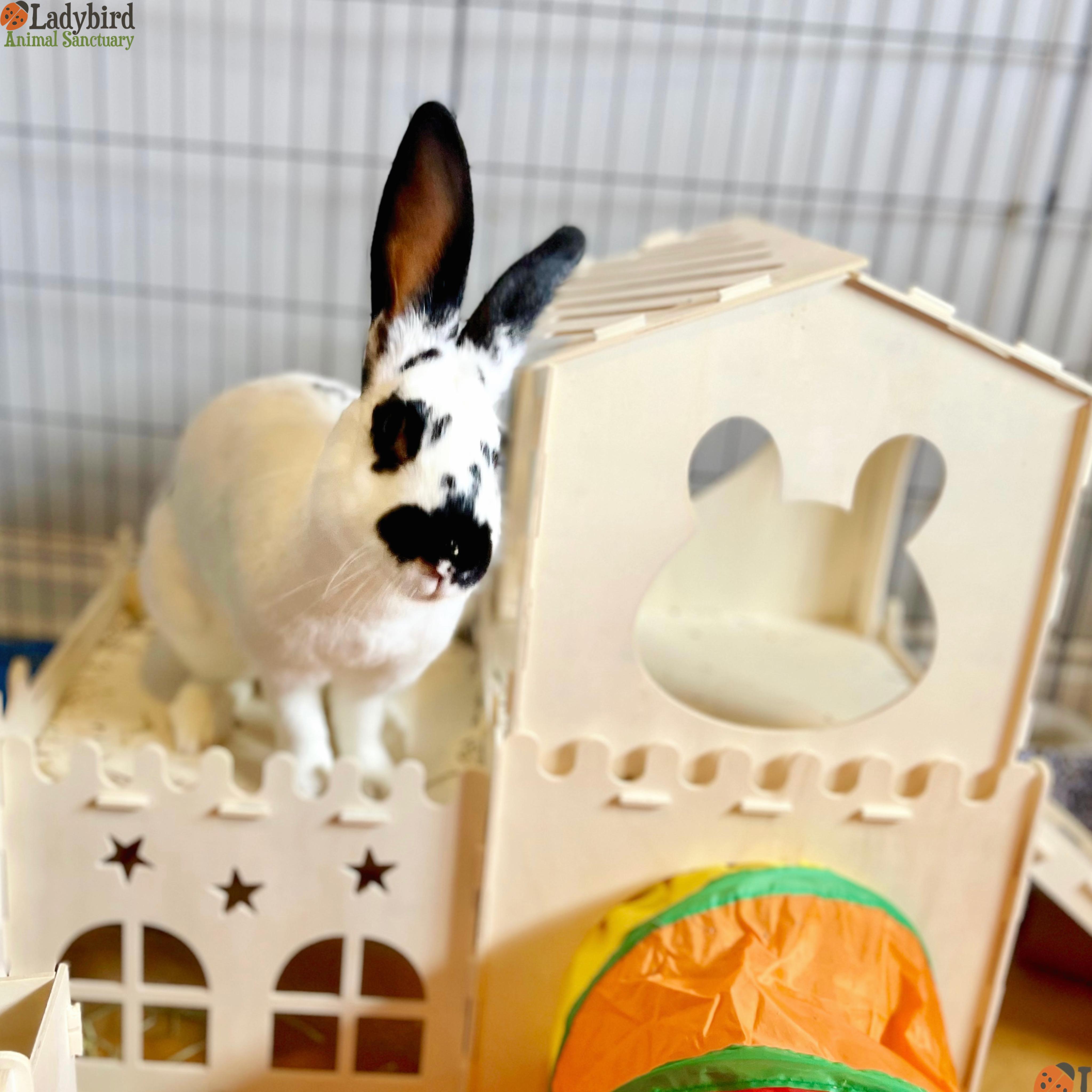 Tilly, Adopted, Adult Female Flemish Giant.