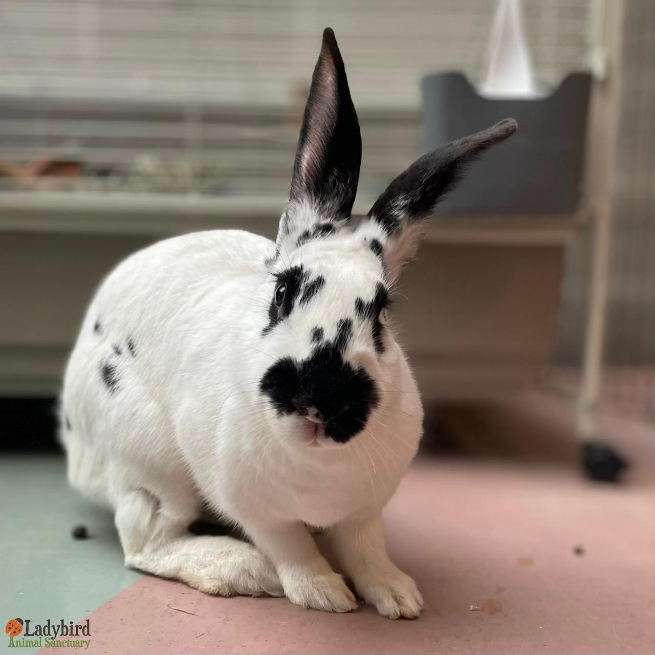 Tilly, a Adopted mixed breed in Hamilton, ON image 4/5