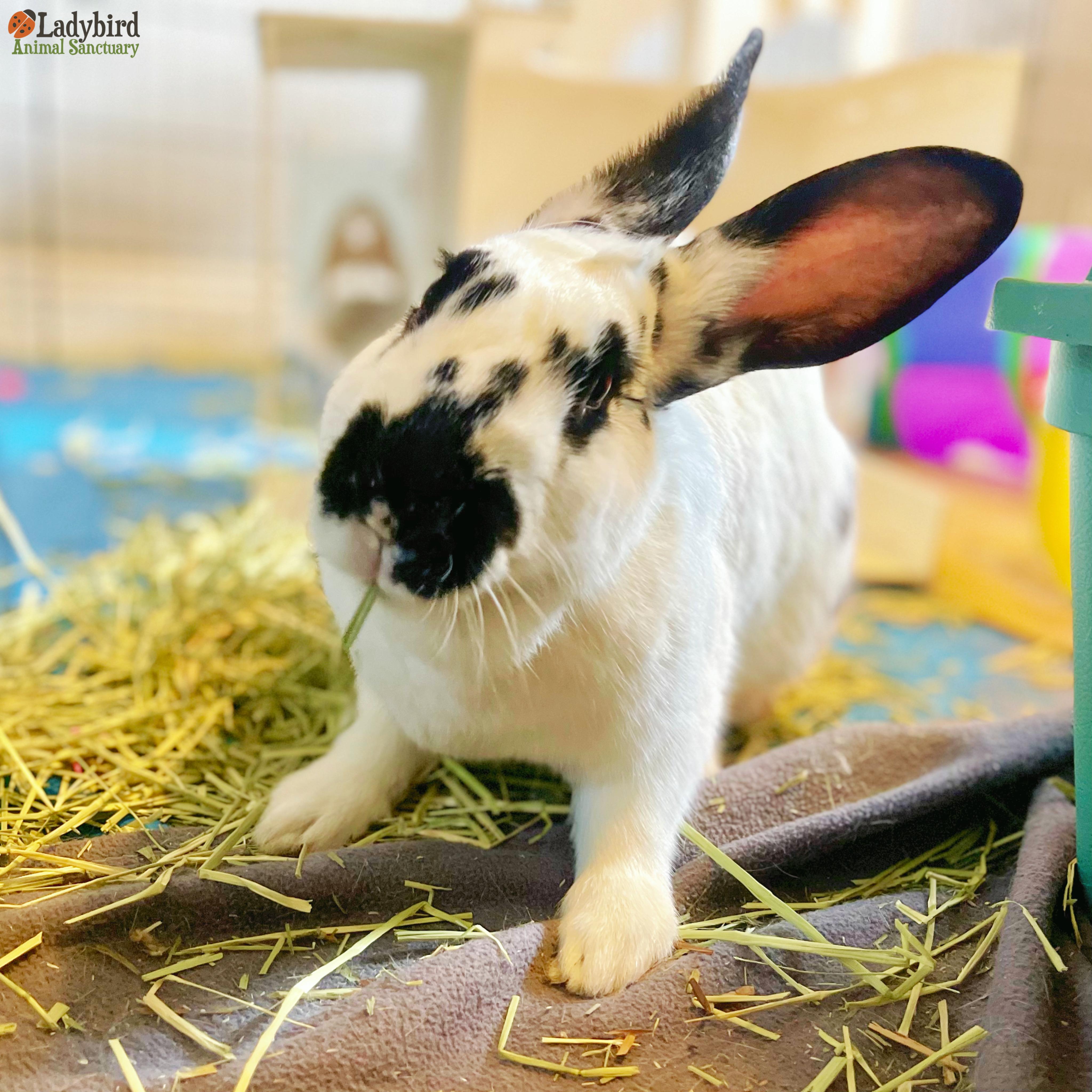 Tilly, a Adopted mixed breed in Hamilton, ON image 2/5