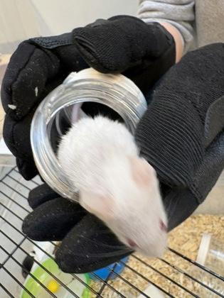 Enlarge North Dakota, a Adoptable Mouse in Seattle, WA image 1/2