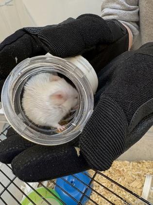 Enlarge North Dakota, a Adoptable Mouse in Seattle, WA image 2/2