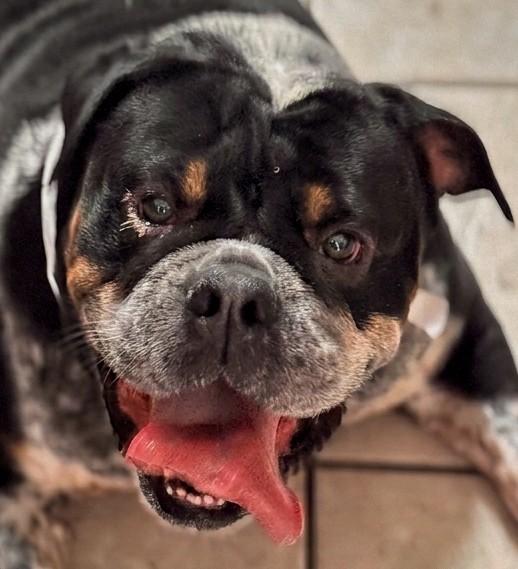 Piper, Adoptable, Adult Female English Bulldog & American Bulldog.