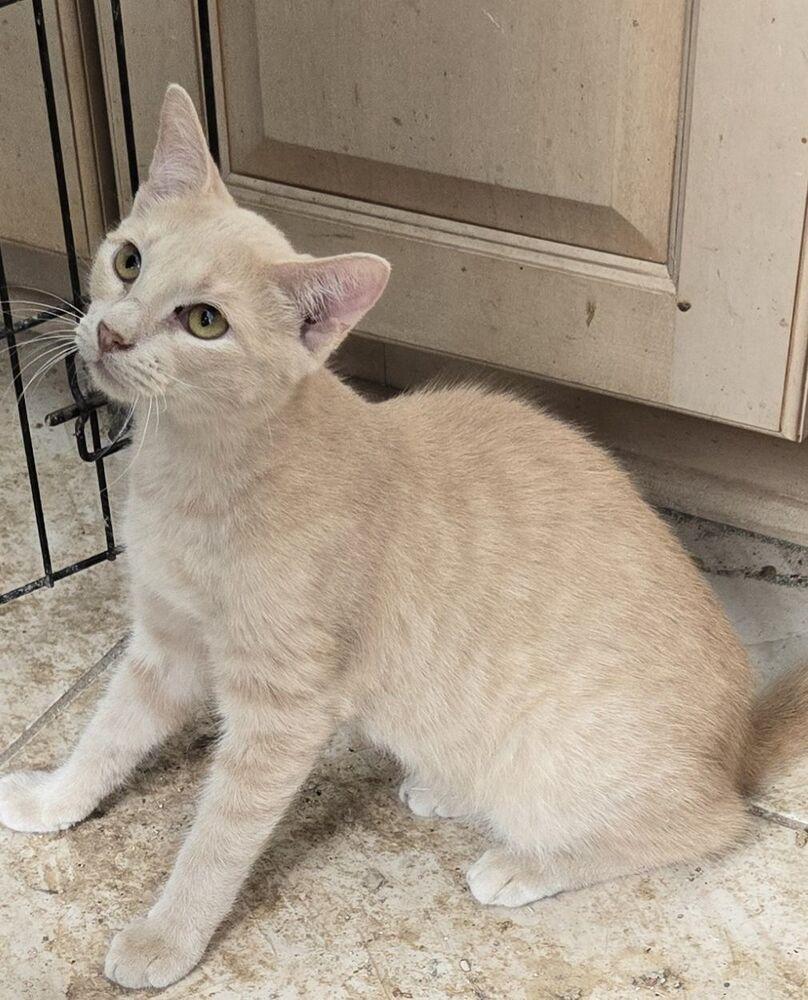 Dusti, Adoptable, Young Female Domestic Short Hair.