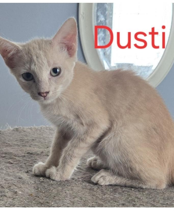 Dusti, Adoptable, Young Female Domestic Short Hair.