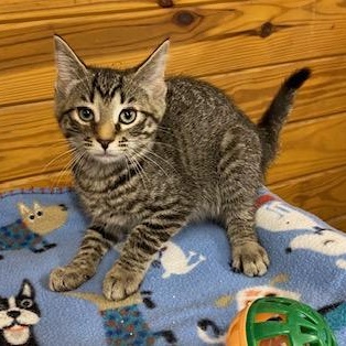 Peyton - Come meet me at The Kitten Around Cat Lounge!
