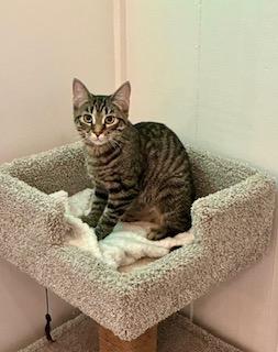 Peyton , a Adoptable Tabby in Southern Pines, NC image 1/2