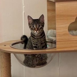 Peyton , a Adoptable Tabby in Southern Pines, NC image 2/2