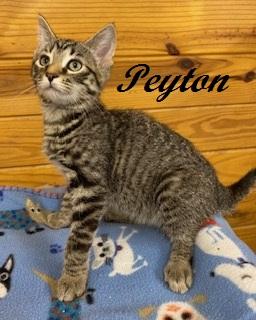 Peyton - Come meet me at The Kitten Around Cat Lounge!