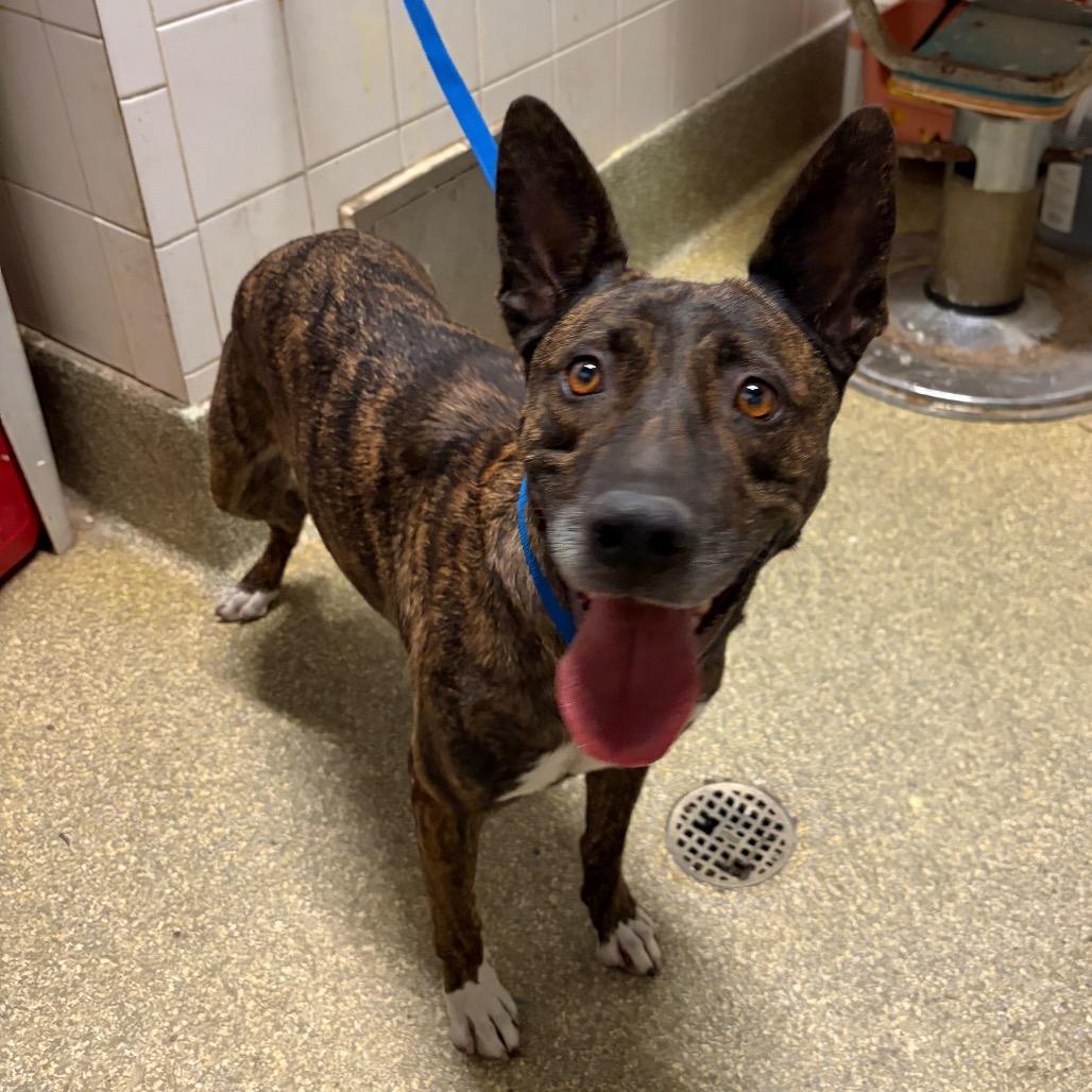 IVHS-Stray-144023 photo