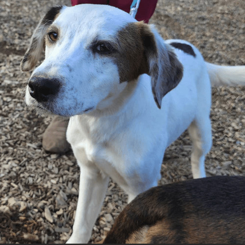 Enlarge Dash, a Adopted mixed breed in Las Cuevas, BCS image 2/6