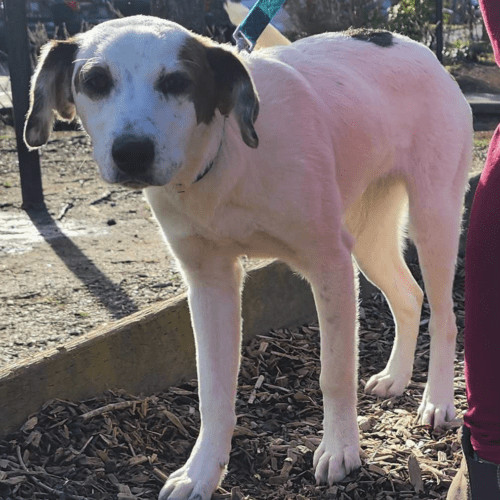 Enlarge Dash, a Adopted mixed breed in Las Cuevas, BCS image 3/6