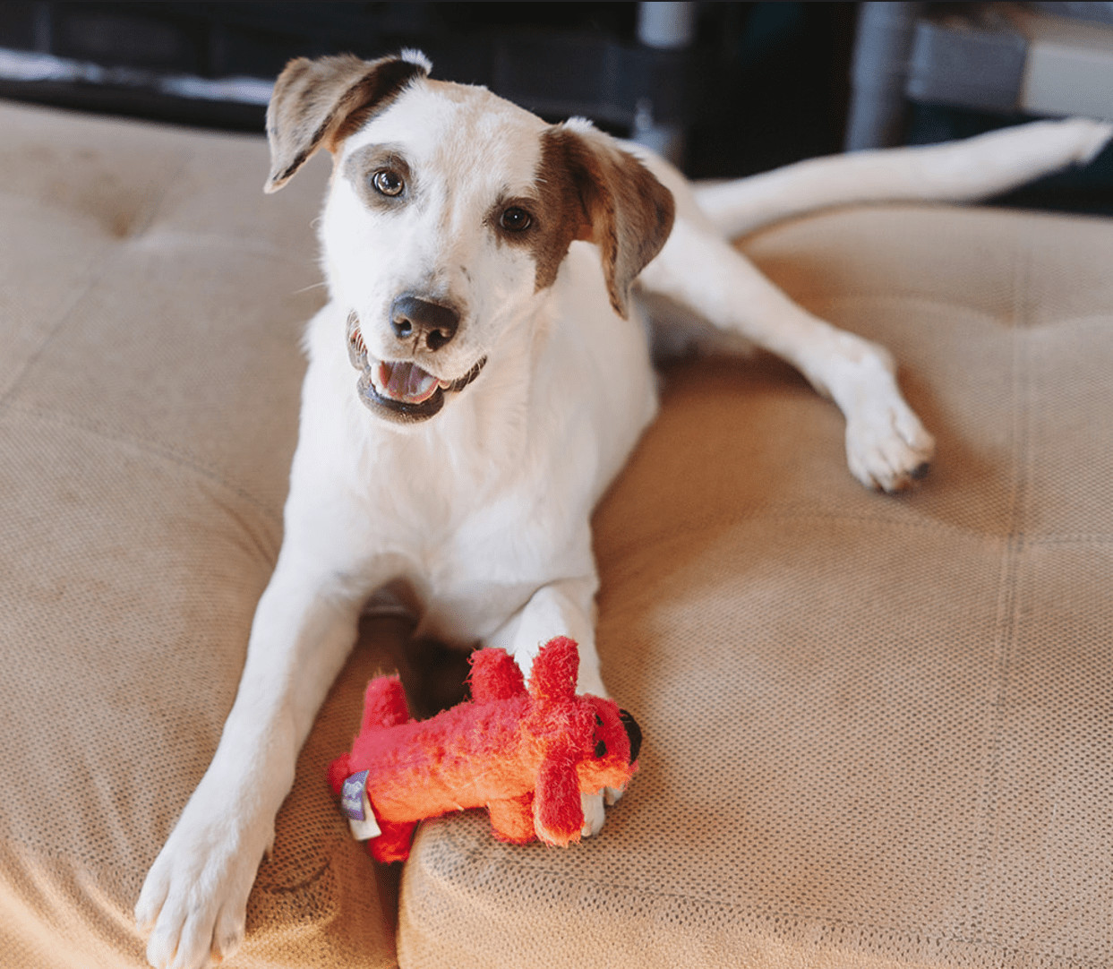 Enlarge Dash, a Adopted mixed breed in Las Cuevas, BCS image 4/6
