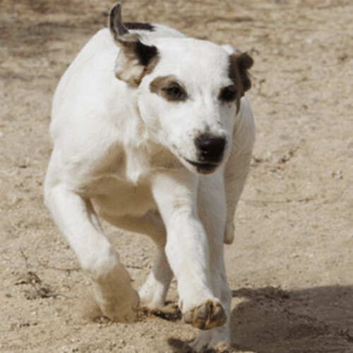 Dash, Adopted, Puppy Male Mixed Breed.