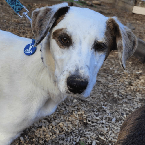Enlarge Dash, a Adopted mixed breed in Las Cuevas, BCS image 5/6