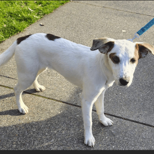 Enlarge Dash, a Adopted mixed breed in Las Cuevas, BCS image 6/6