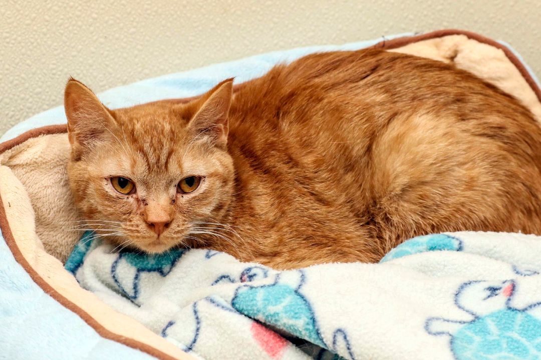 Nala, a Adoptable Domestic Short Hair in Cashiers, NC image 1/4