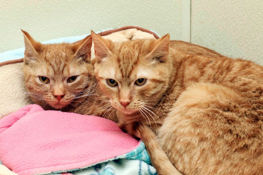 Nala, a Adoptable Domestic Short Hair in Cashiers, NC image 2/4