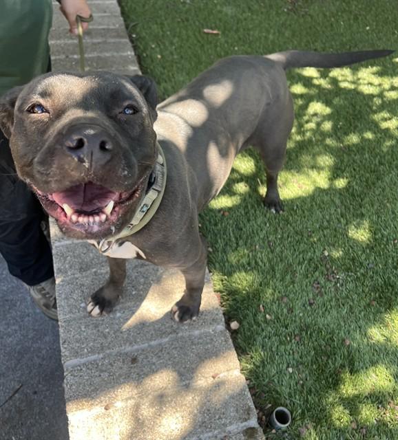 Gwen, a ADOPTABLE Pit Bull Terrier in Phoenix, OR image 2/6