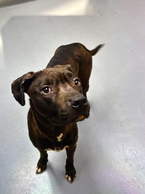 Gwen, a ADOPTABLE Pit Bull Terrier in Phoenix, OR image 3/3