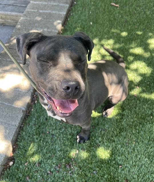 Gwen, a ADOPTABLE Pit Bull Terrier in Phoenix, OR image 6/6