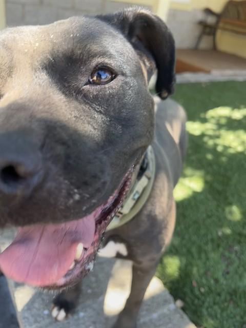 Gwen, a ADOPTABLE Pit Bull Terrier in Phoenix, OR image 5/6
