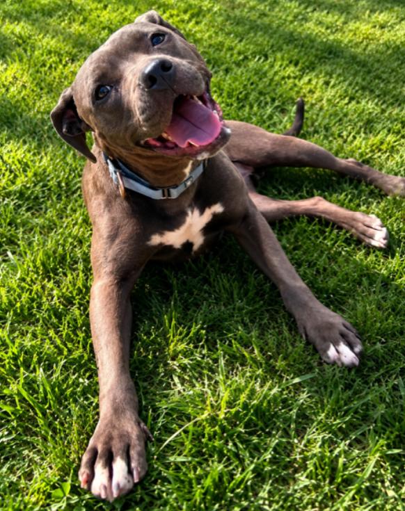 Gwen, ADOPTABLE, Young Female Pit Bull Terrier.