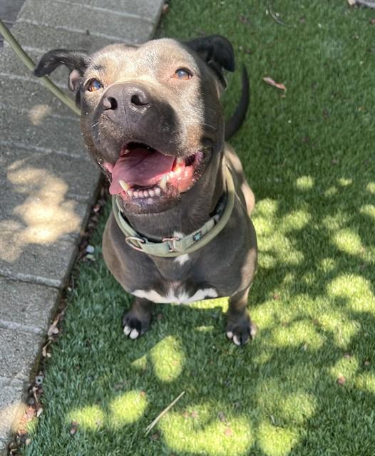 Gwen, a ADOPTABLE Pit Bull Terrier in Phoenix, OR image 3/6