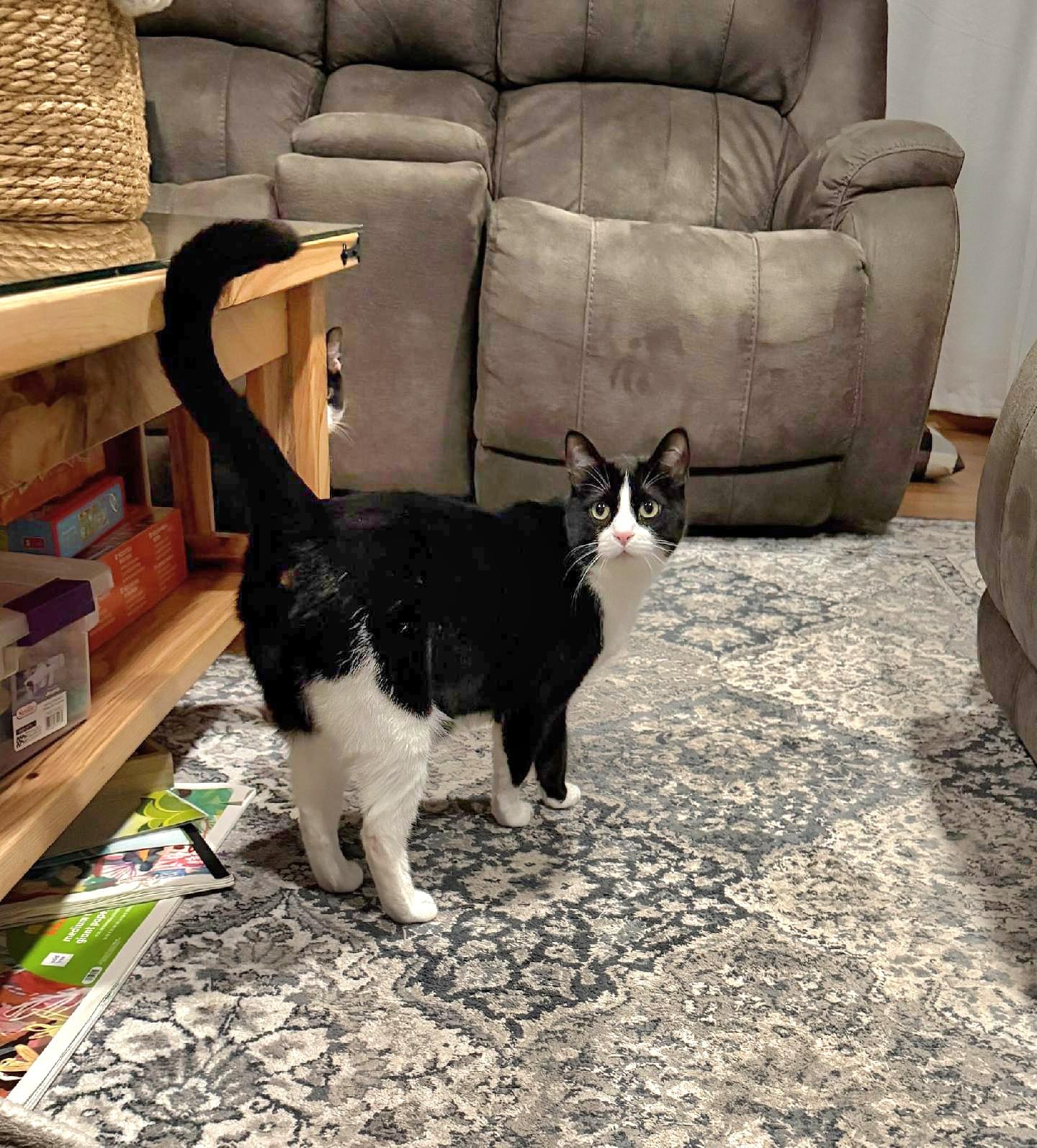 Annie - Bonded sibling pair, Adoptable, Young Female Domestic Short Hair.