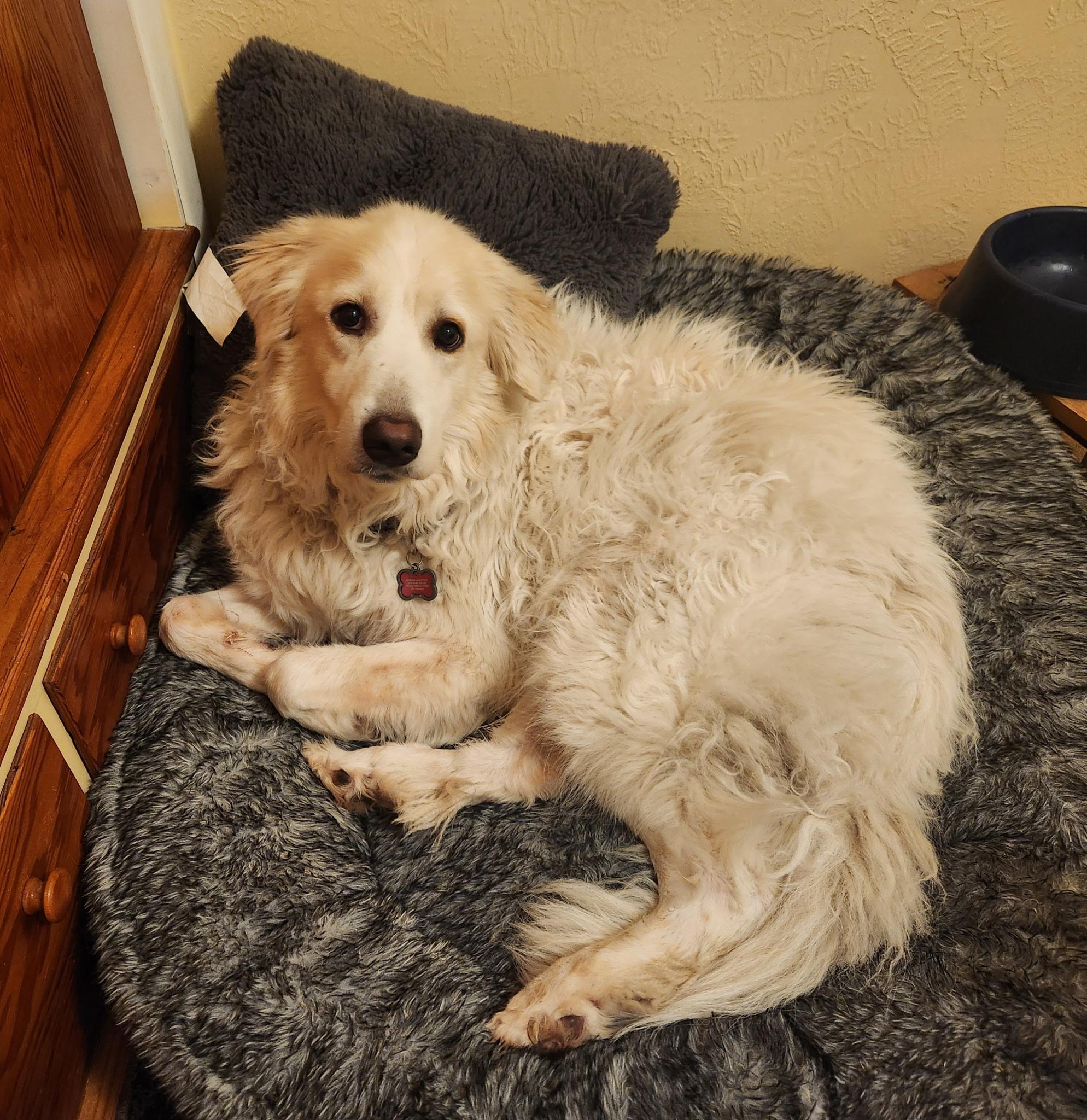 Maisy, an adopted mixed breed in Salem, OR image 4/5