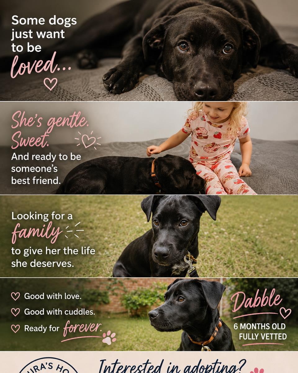 Enlarge Dabble, a Adoptable Black Labrador Retriever in Hop Bottom, PA image 1/1