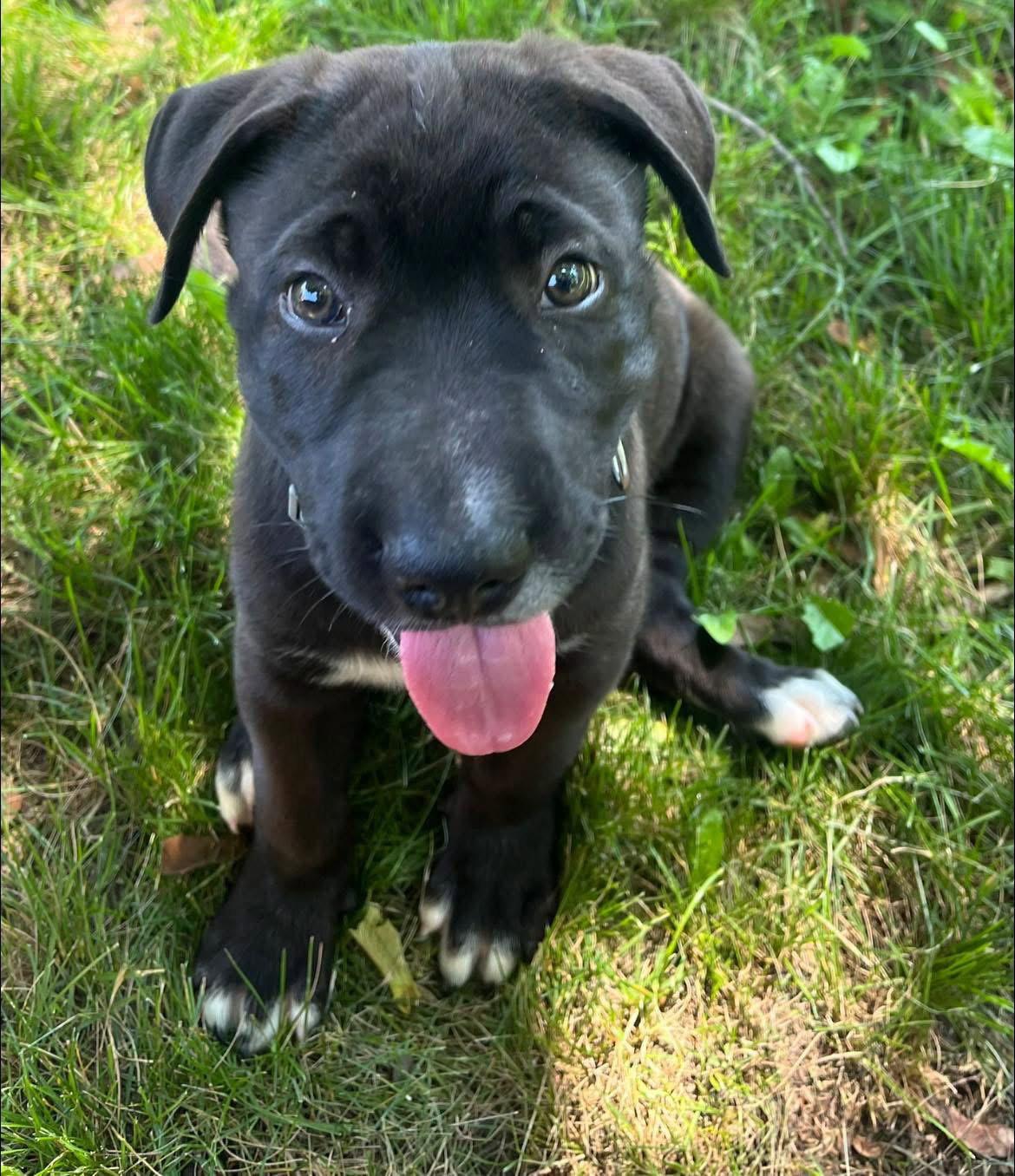 Coal, a Adoptable Shar-Pei in New London, WI image 1/3