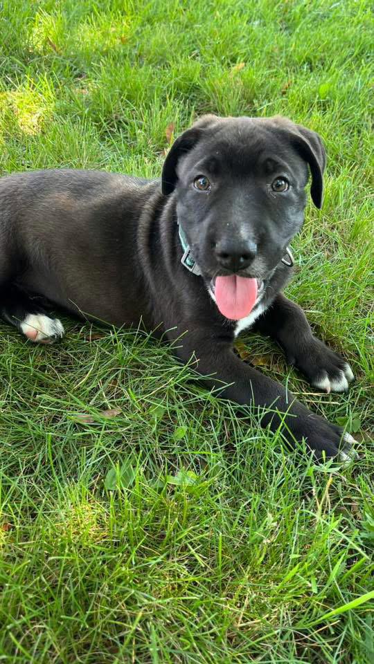 Coal, a Adoptable Shar-Pei in New London, WI image 2/3