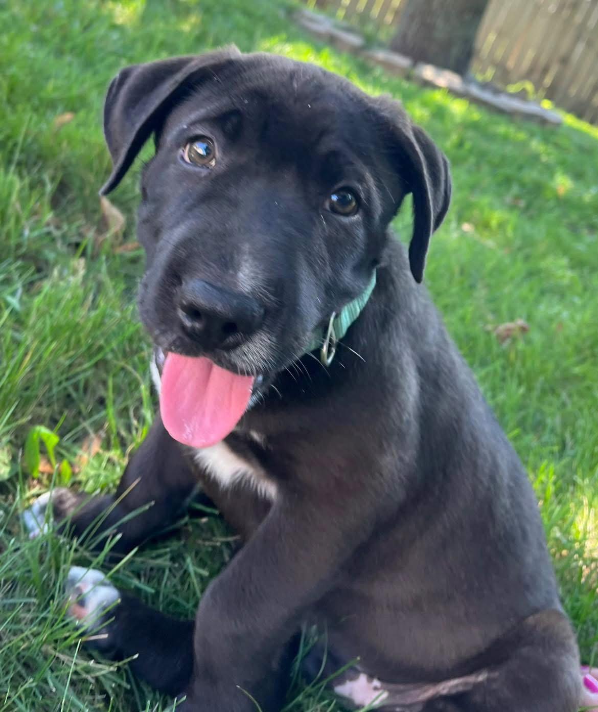 Coal, a Adoptable Shar-Pei in New London, WI image 3/3