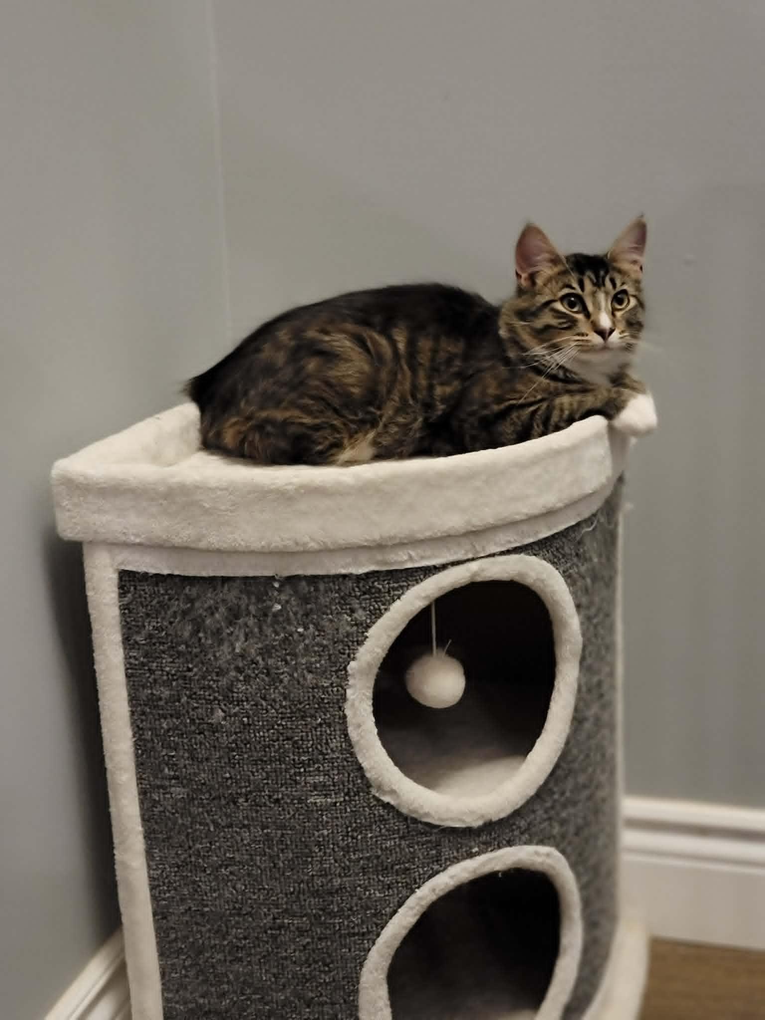 Siobhan, ADOPTABLE, Kitten Female Domestic Long Hair.