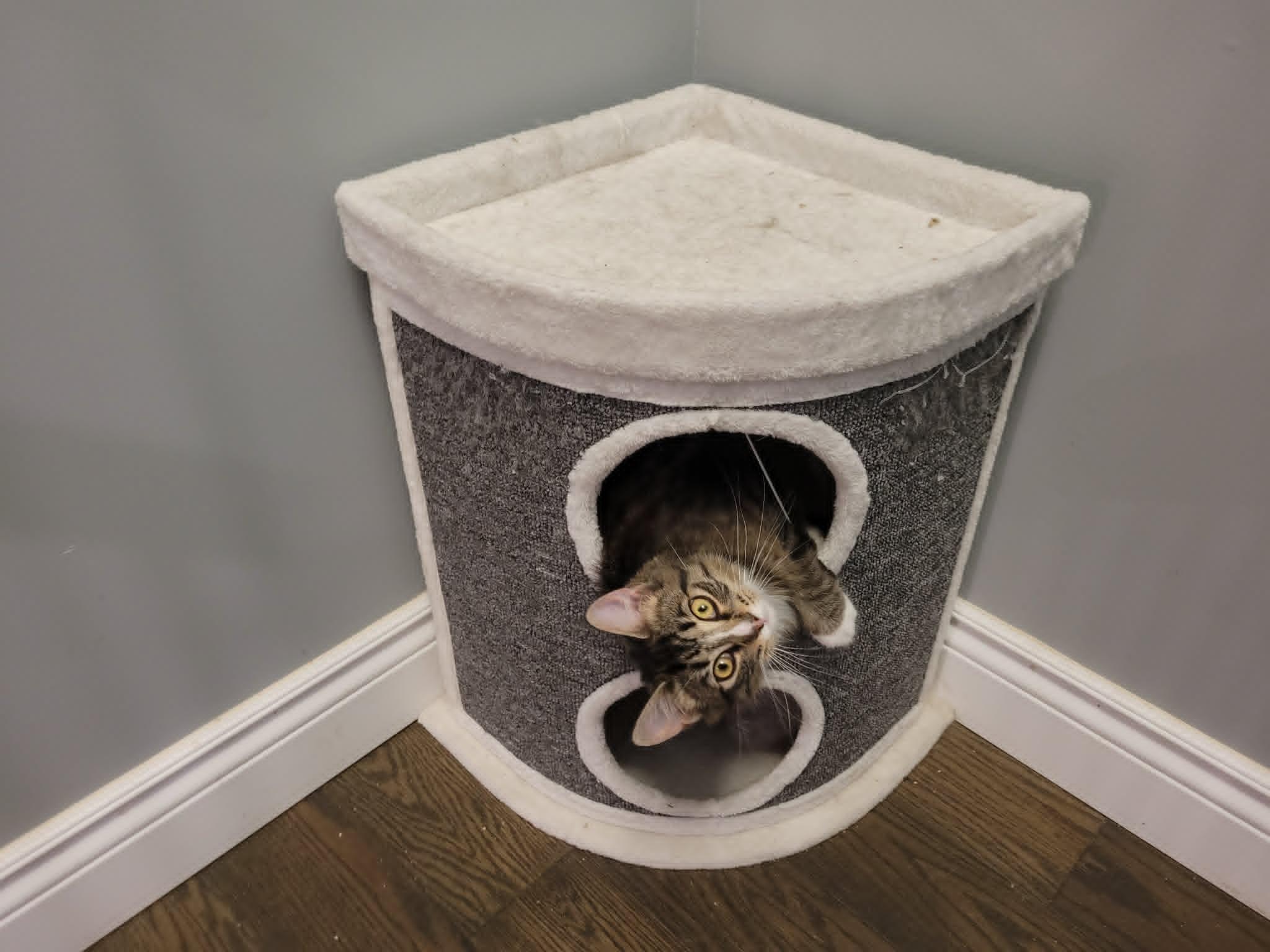 Siobhan, a ADOPTABLE Domestic Long Hair in Shakespeare, ON image 3/3