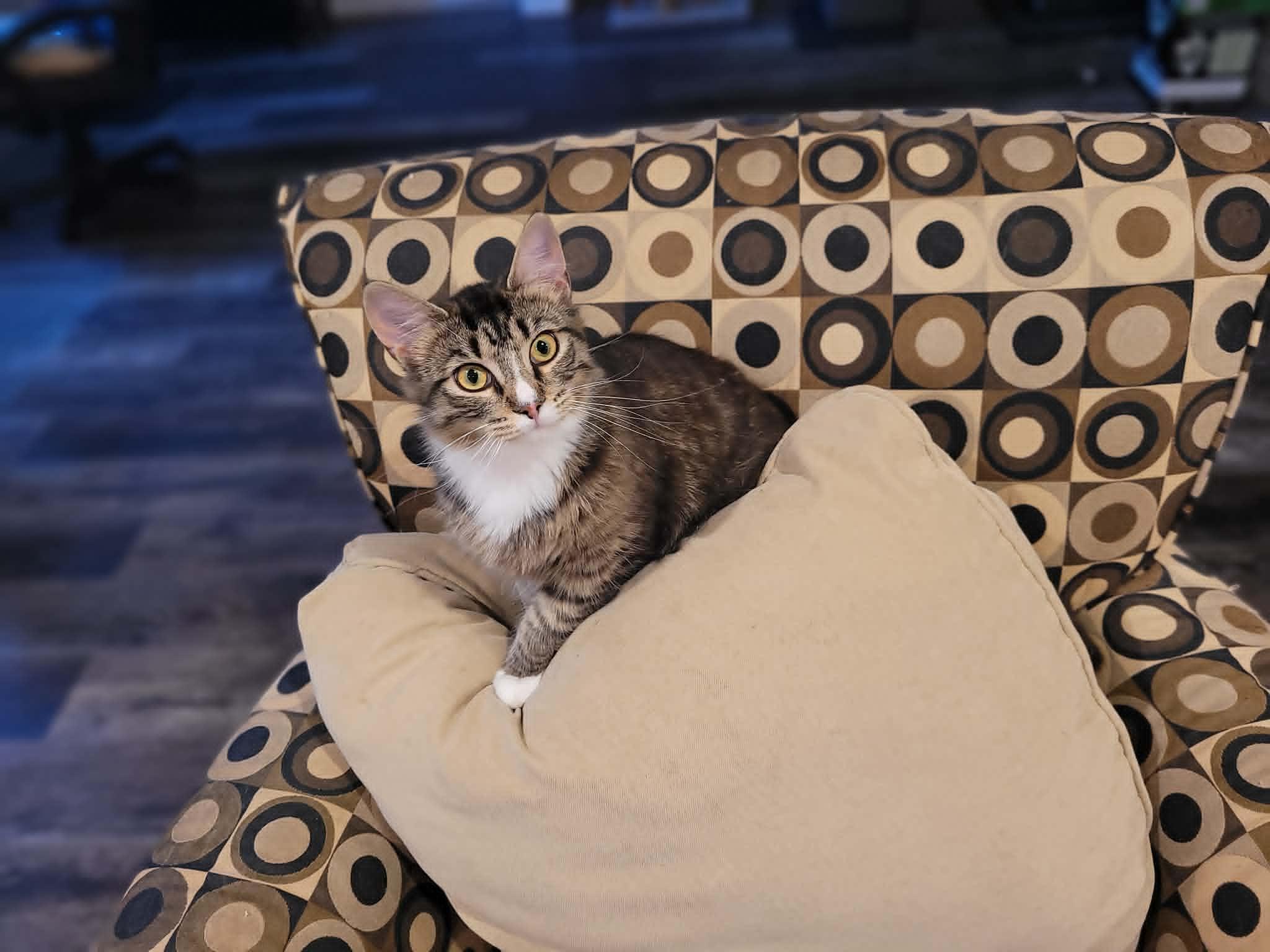 Siobhan, a ADOPTABLE Domestic Long Hair in Shakespeare, ON image 2/3
