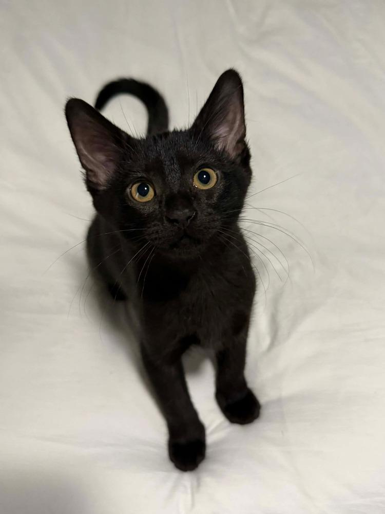 Enlarge Marie, a Adoptable Domestic Short Hair in Shawnee, OK image 1/2