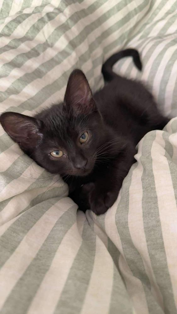 Enlarge Marie, a Adoptable Domestic Short Hair in Shawnee, OK image 2/2
