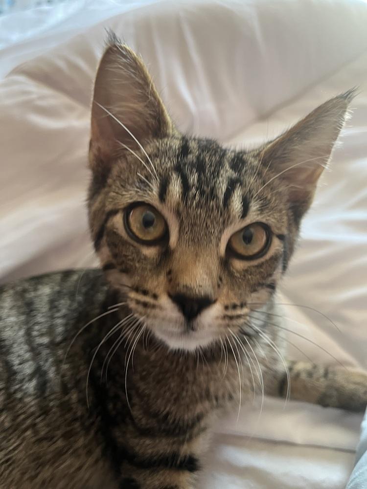 Enlarge Clove, a Adoptable mixed breed in West Mifflin, PA image 1/6