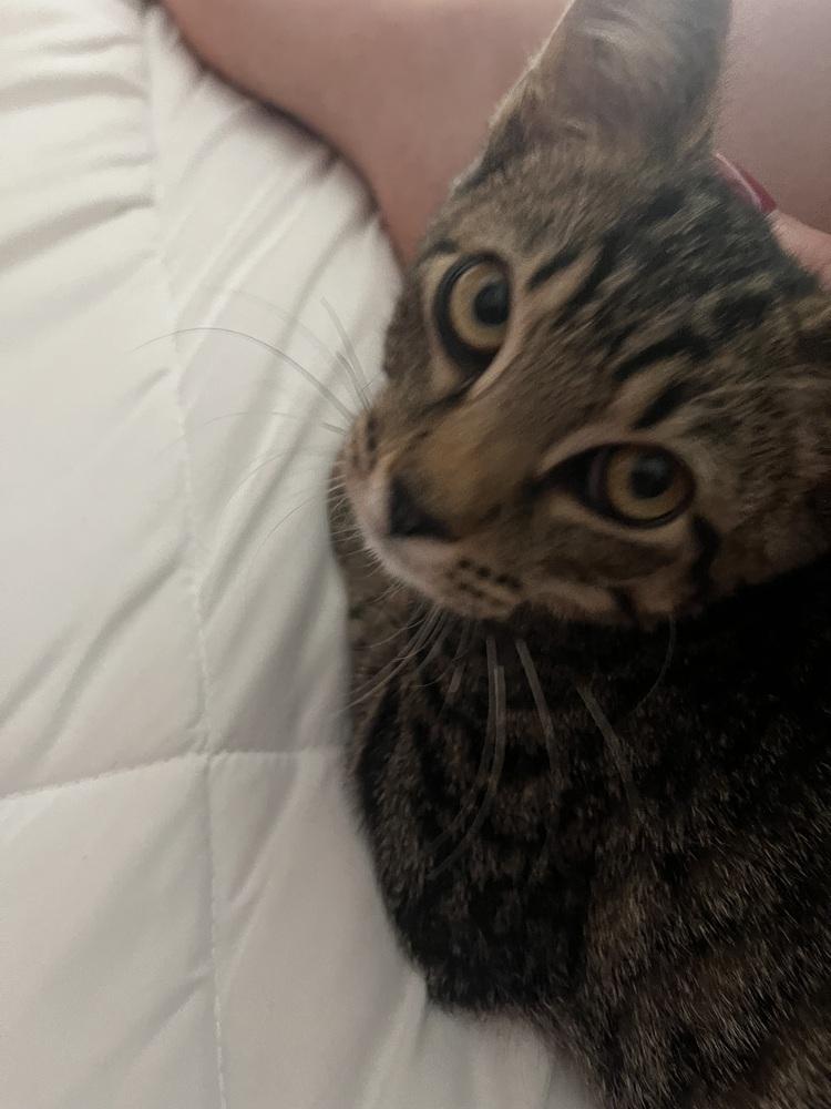 Enlarge Clove, a Adoptable mixed breed in West Mifflin, PA image 2/6