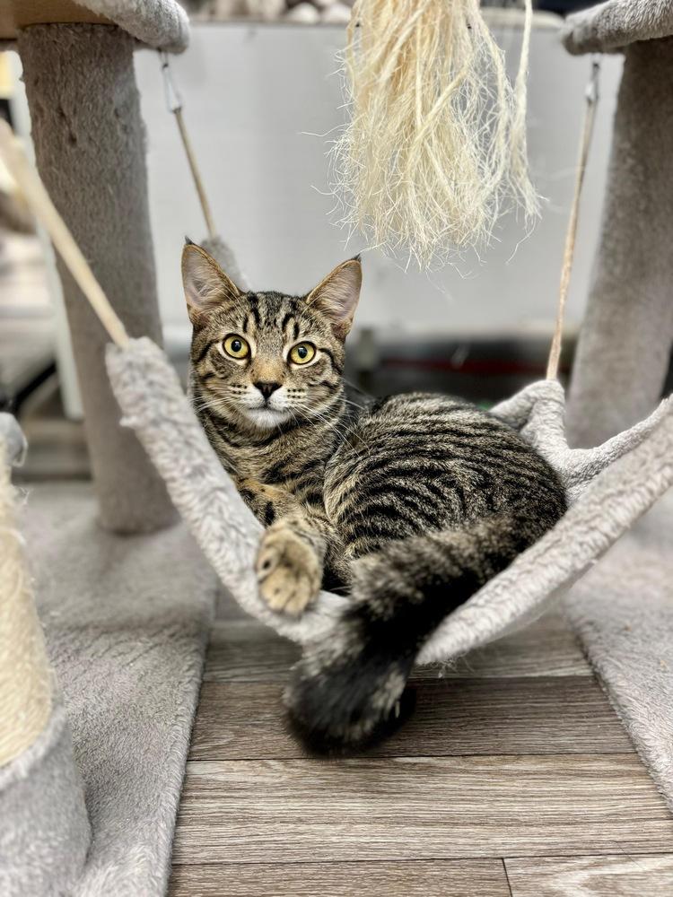 Enlarge Clove, a Adoptable mixed breed in West Mifflin, PA image 2/6