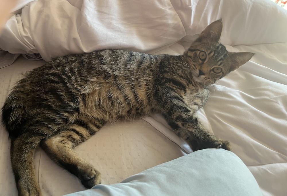 Enlarge Clove, a Adoptable mixed breed in West Mifflin, PA image 3/6