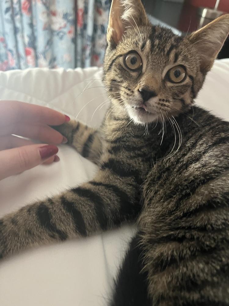 Enlarge Clove, a Adoptable mixed breed in West Mifflin, PA image 4/6