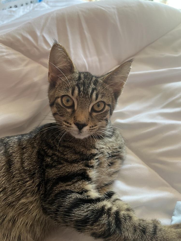 Enlarge Clove, a Adoptable mixed breed in West Mifflin, PA image 5/6