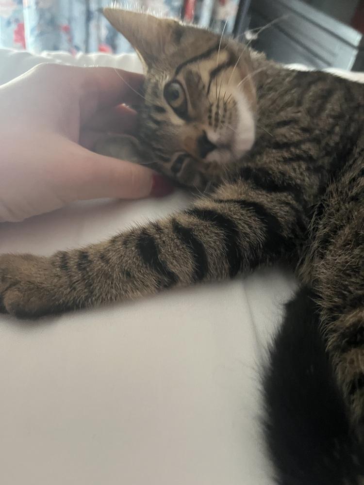 Enlarge Clove, a Adoptable mixed breed in West Mifflin, PA image 6/6