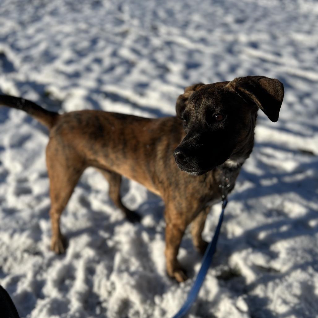 Django, Adoptable, Young Male Mountain Cur & Mixed Breed.