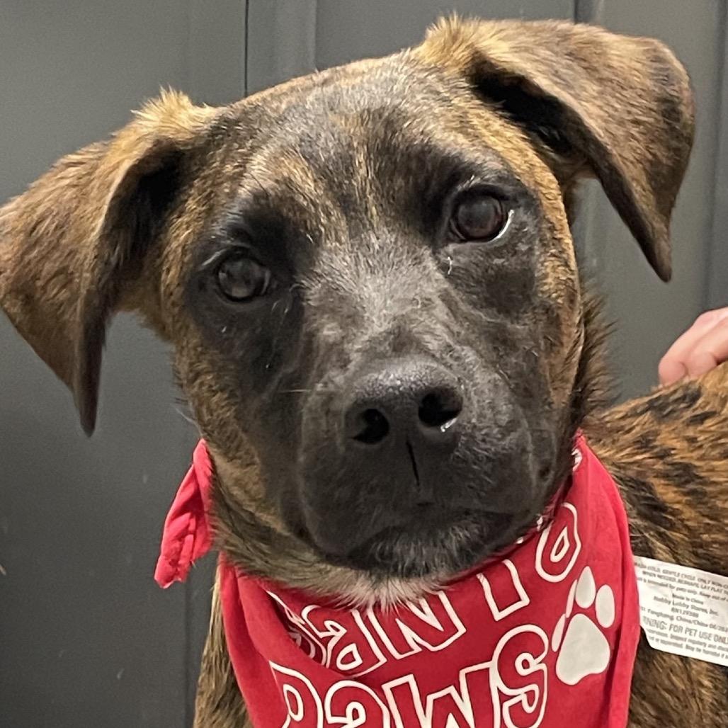 Django, a Adoptable mixed breed in Columbia Station, OH image 2/6